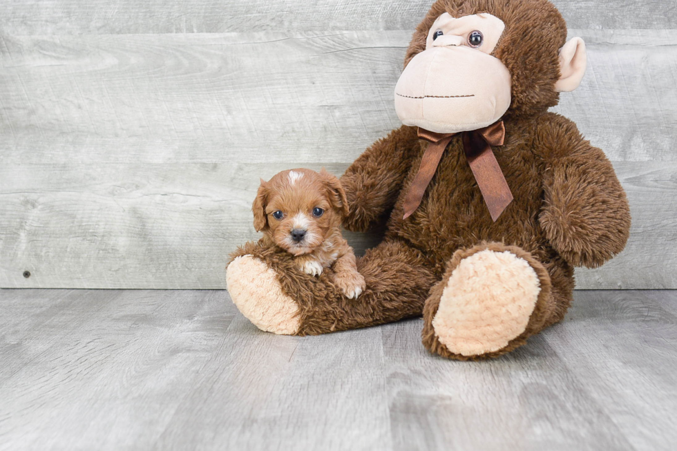 Cavapoo Puppy for Adoption