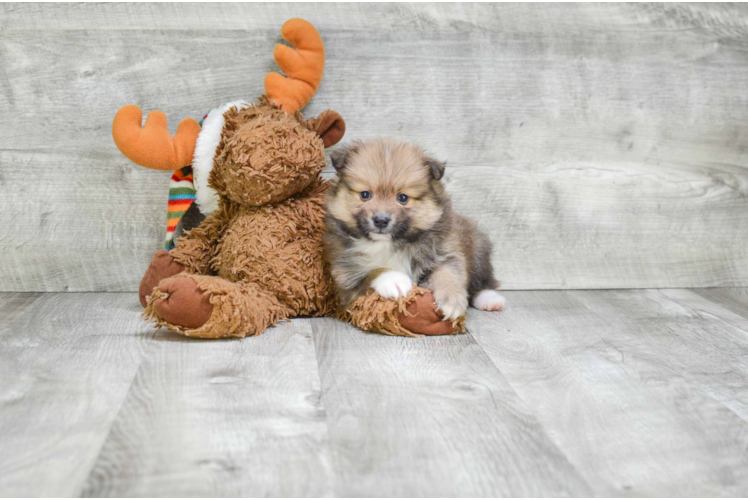 Little Pomeranian Purebred Pup