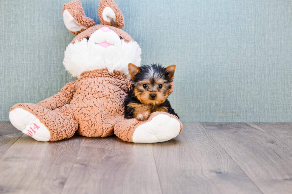 Meet Beckham - our Yorkshire Terrier Puppy Photo 