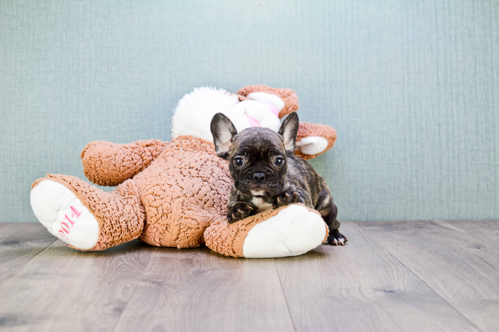 Akc Registered French Bulldog Baby