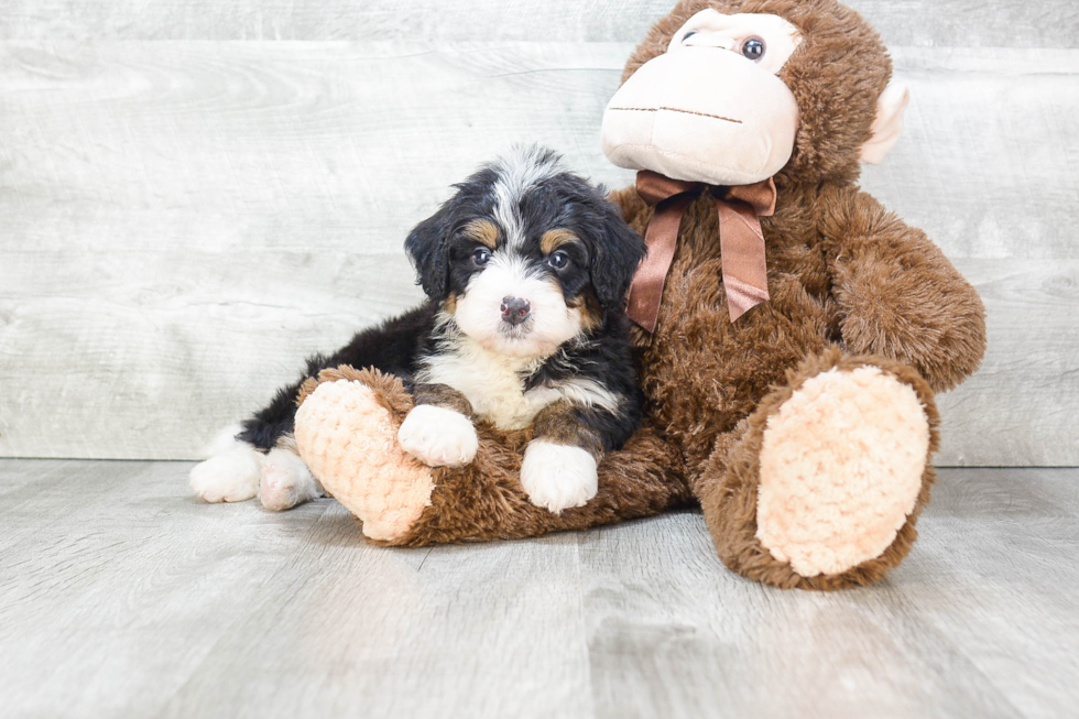 Mini Bernedoodle Pup Being Cute