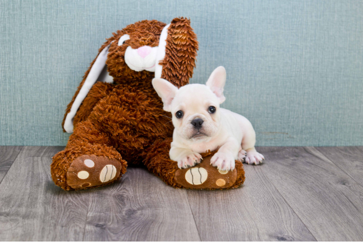 Playful French Bulldog Baby