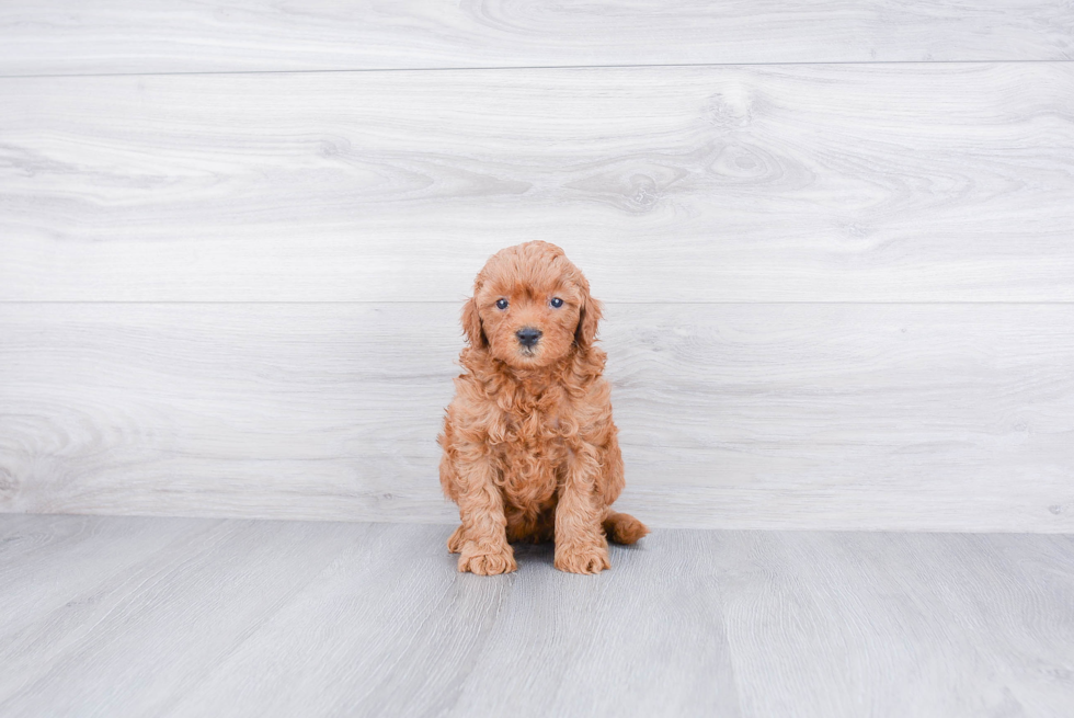 Mini Goldendoodle Pup Being Cute