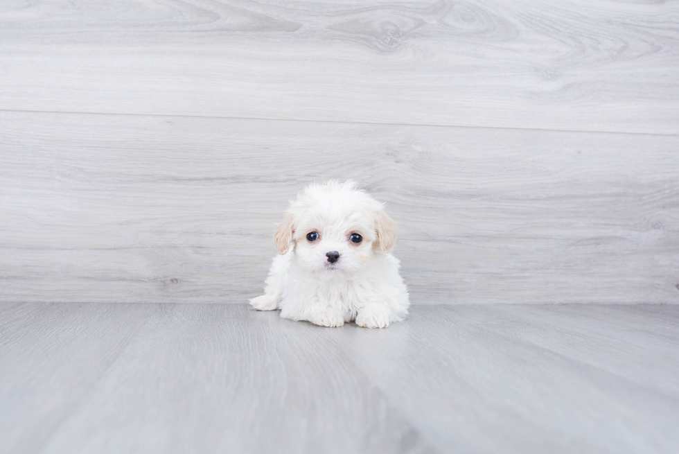 Playful Cavalier Designer Puppy