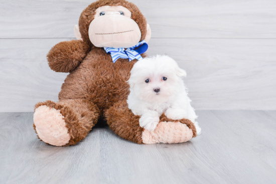 Hypoallergenic Maltese Purebred Pup