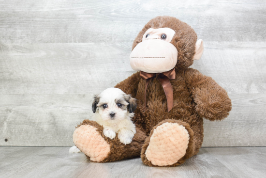 Teddy Bear Pup Being Cute