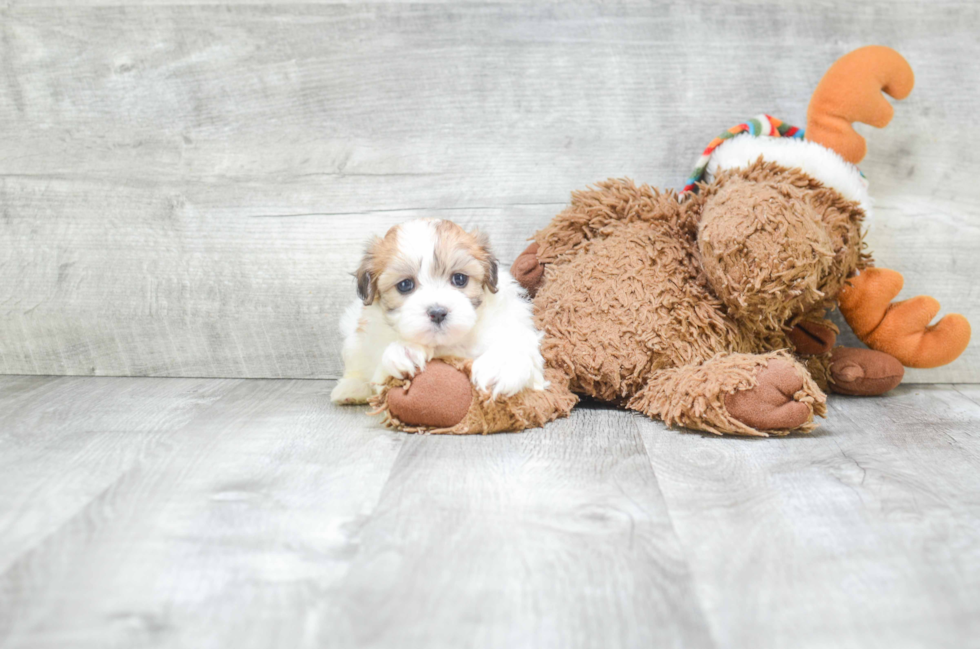 Hypoallergenic Shitzu Designer Puppy