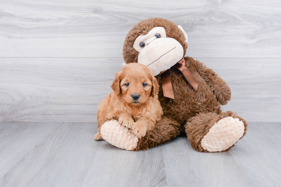 Popular Mini Goldendoodle Poodle Mix Pup