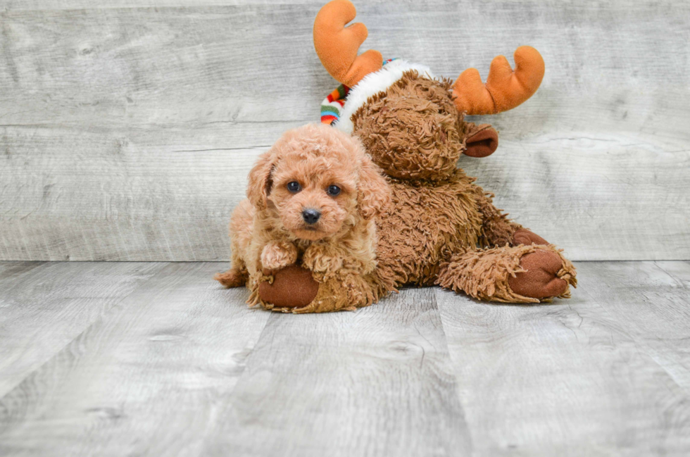 Happy Cavapoo Baby