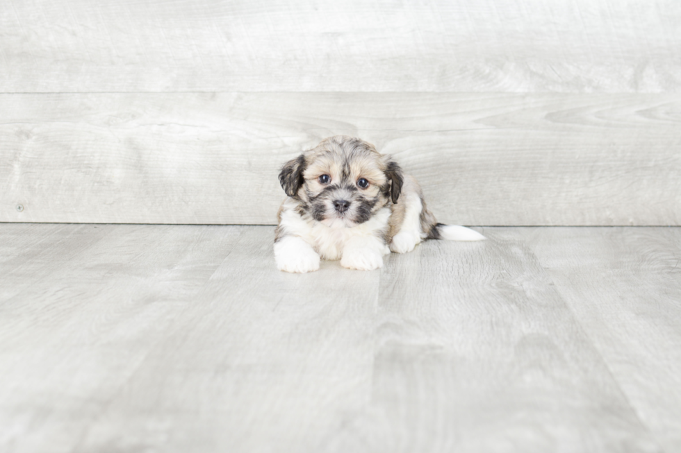 Adorable Havanese Purebred Puppy