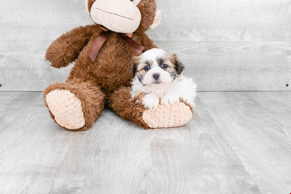 Teddy Bear Pup Being Cute