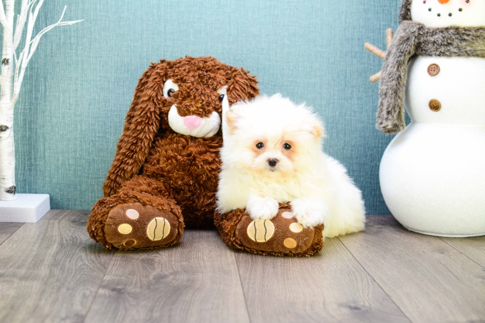 Small Maltipom Baby