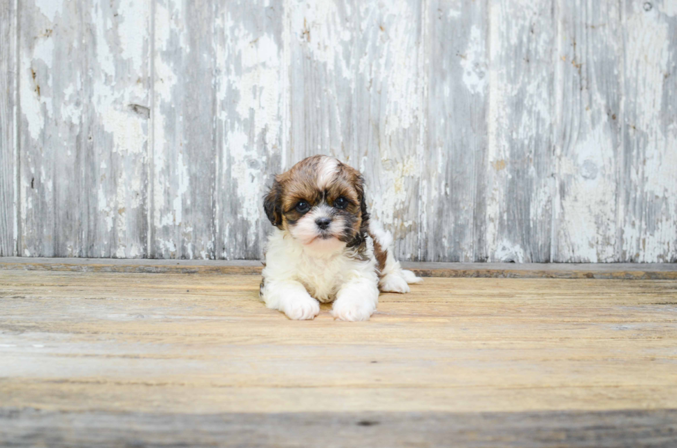 Teddy Bear Pup Being Cute