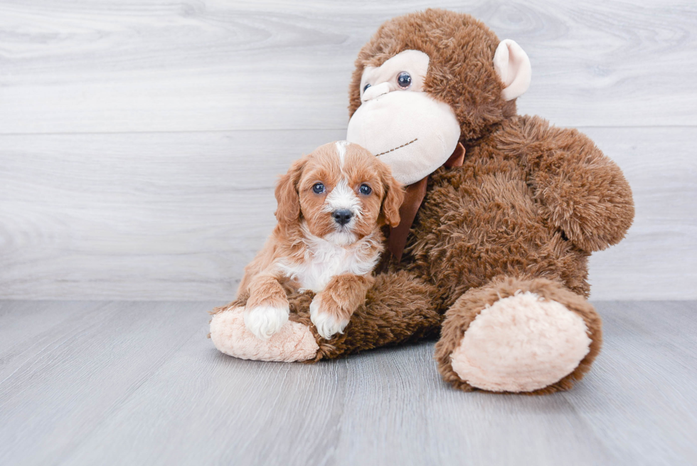 Cavapoo Pup Being Cute