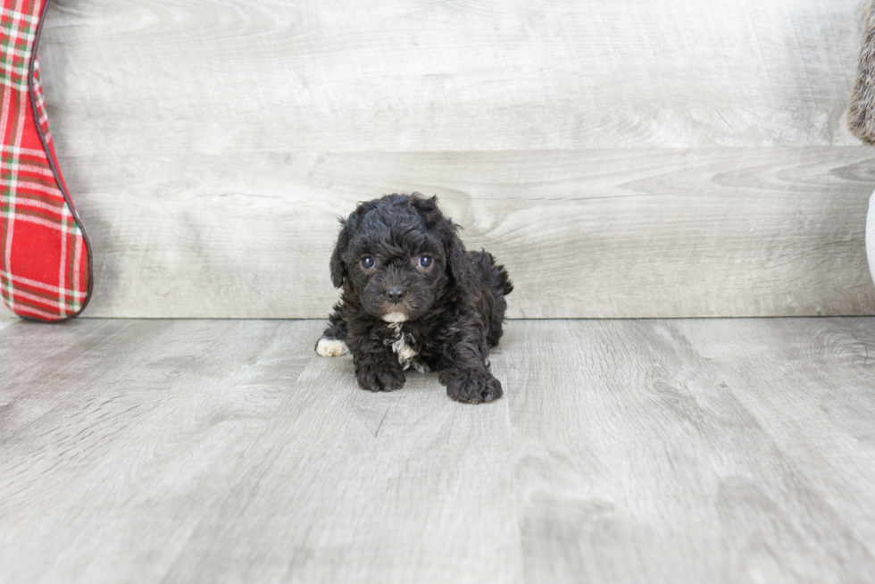 Cavapoo Puppy for Adoption