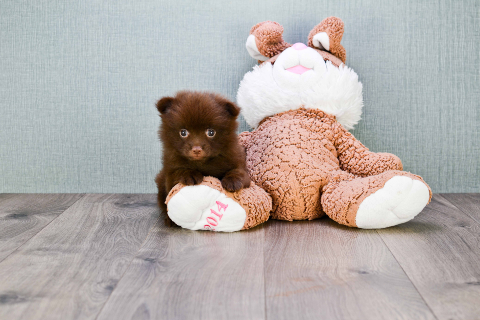 Funny Pomeranian Baby