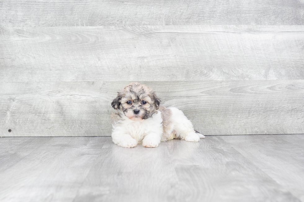 Teddy Bear Pup Being Cute