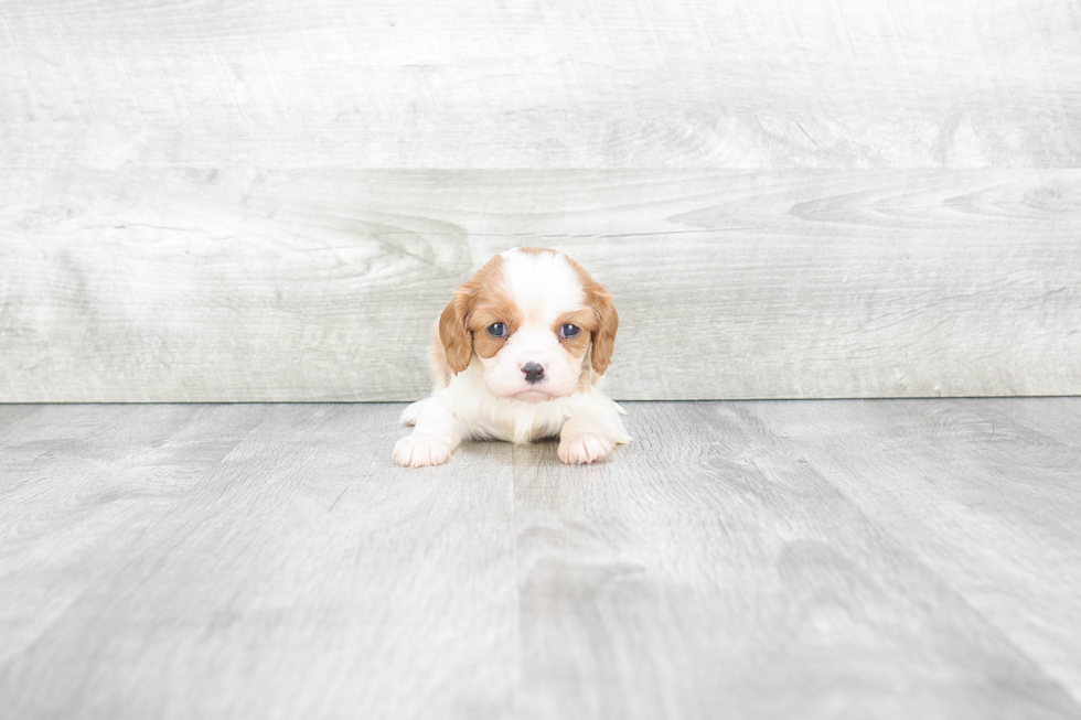 Cute Cavalier King Charles Spaniel Purebred Puppy