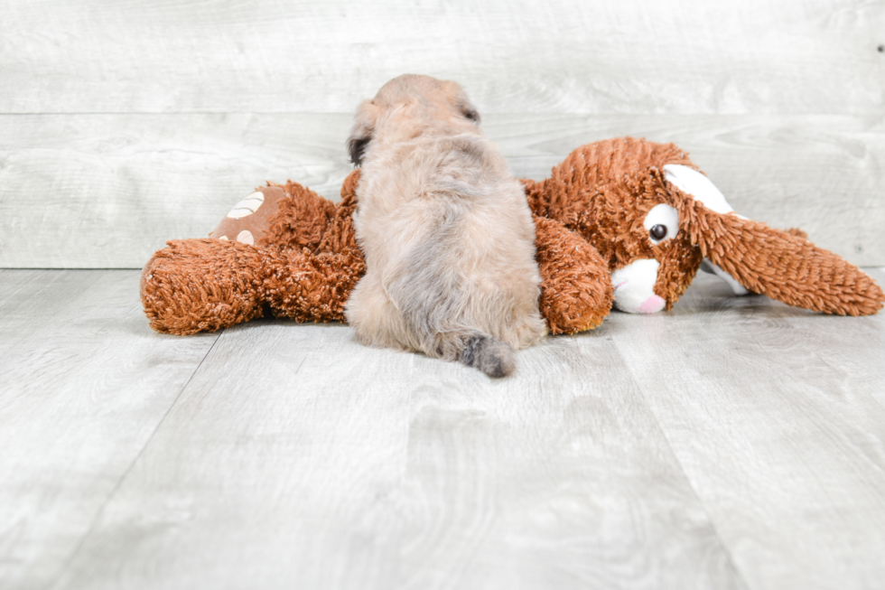 Playful Shichon Designer Puppy