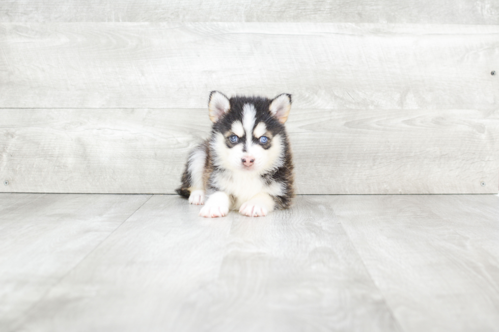 Hypoallergenic Mini Husky Designer Puppy