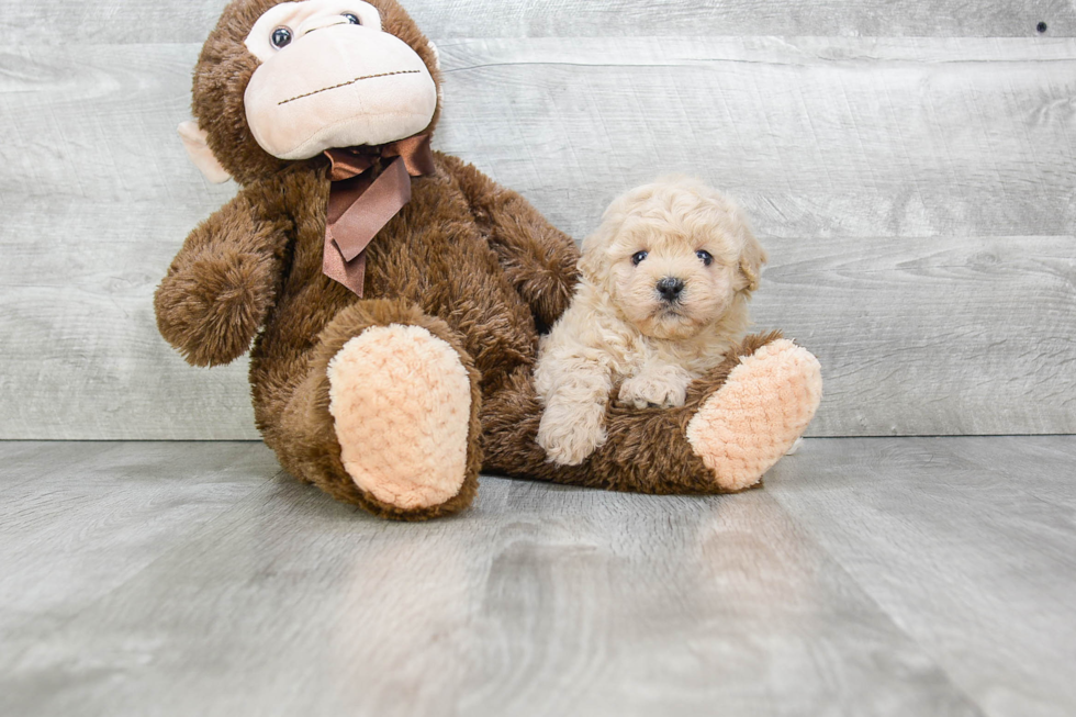 Teddy Bear Pup Being Cute