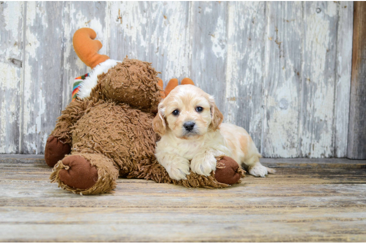 Cavapoo Puppy for Adoption