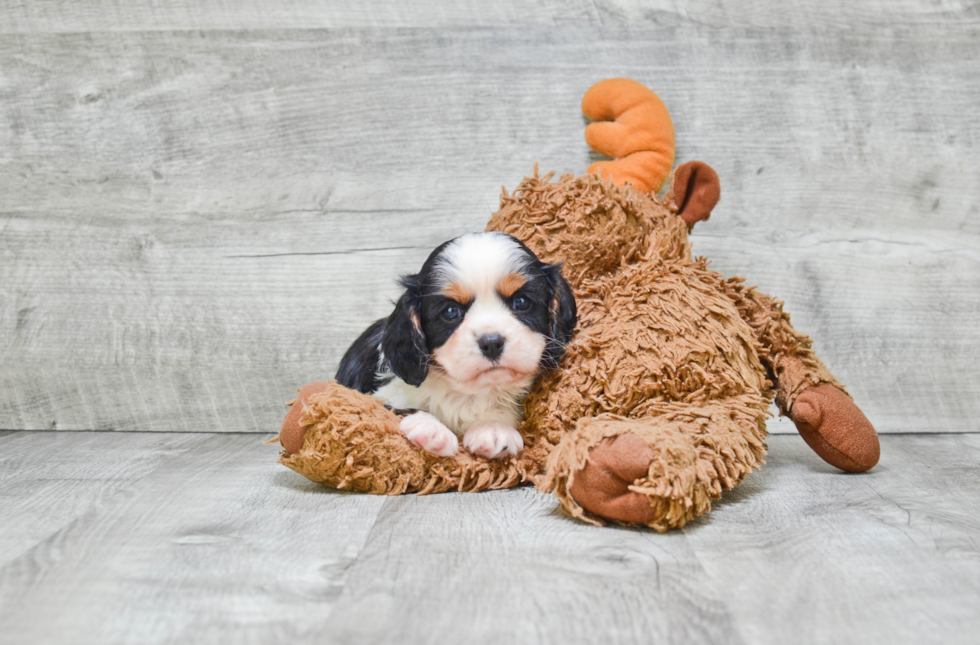 Little Cavalier King Charles Spaniel Purebred Pup