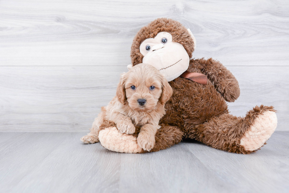 Small Cockapoo Baby