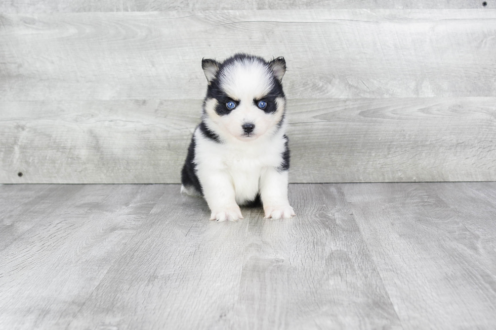 Pomsky Puppy for Adoption