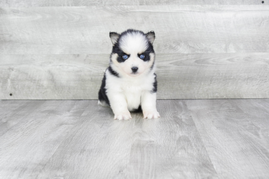 Pomsky Puppy for Adoption