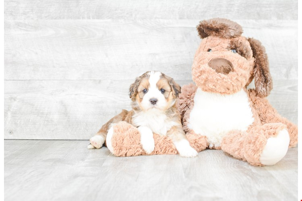 Mini Bernedoodle Puppy for Adoption