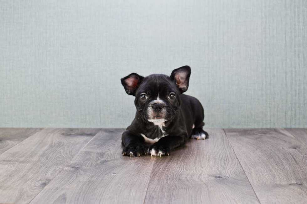 Small French Bulldog Purebred Pup