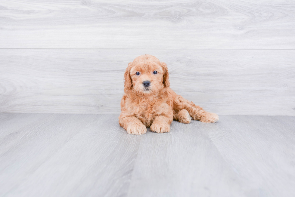 Best Mini Goldendoodle Baby