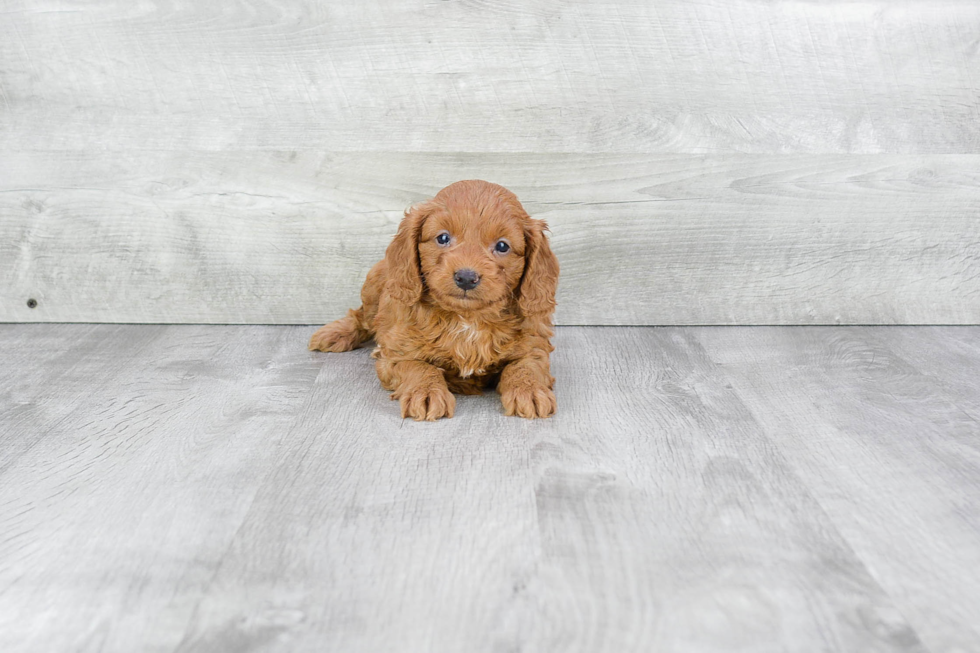 Hypoallergenic Cavoodle Poodle Mix Puppy