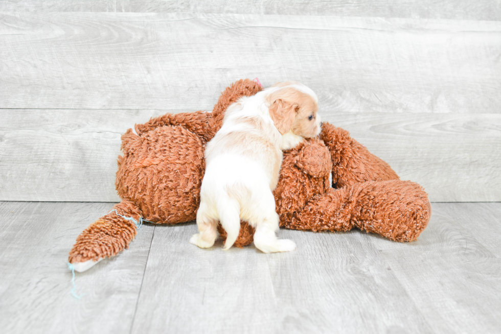 Cavalier King Charles Spaniel Pup Being Cute