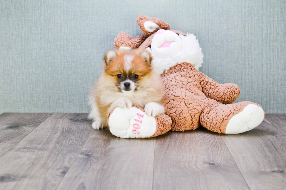 Cute Pomeranian Purebred Puppy