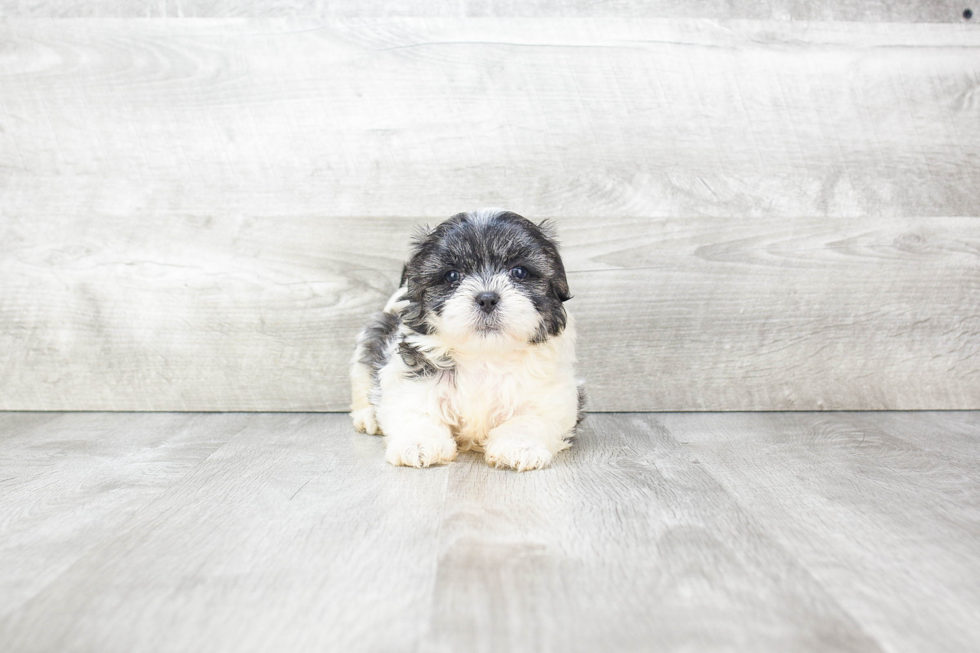 Small Teddy Bear Baby