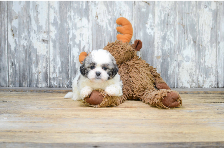 Sweet Teddy Bear Baby