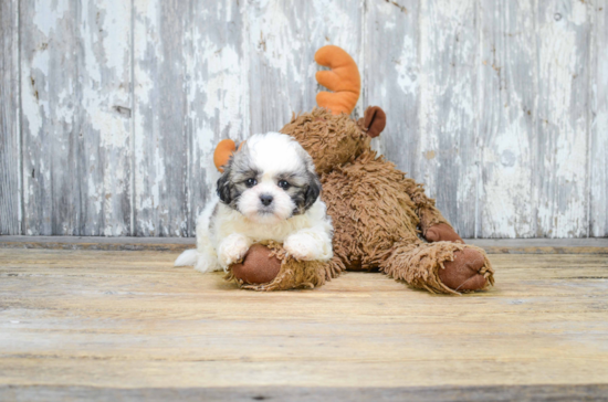 Sweet Teddy Bear Baby