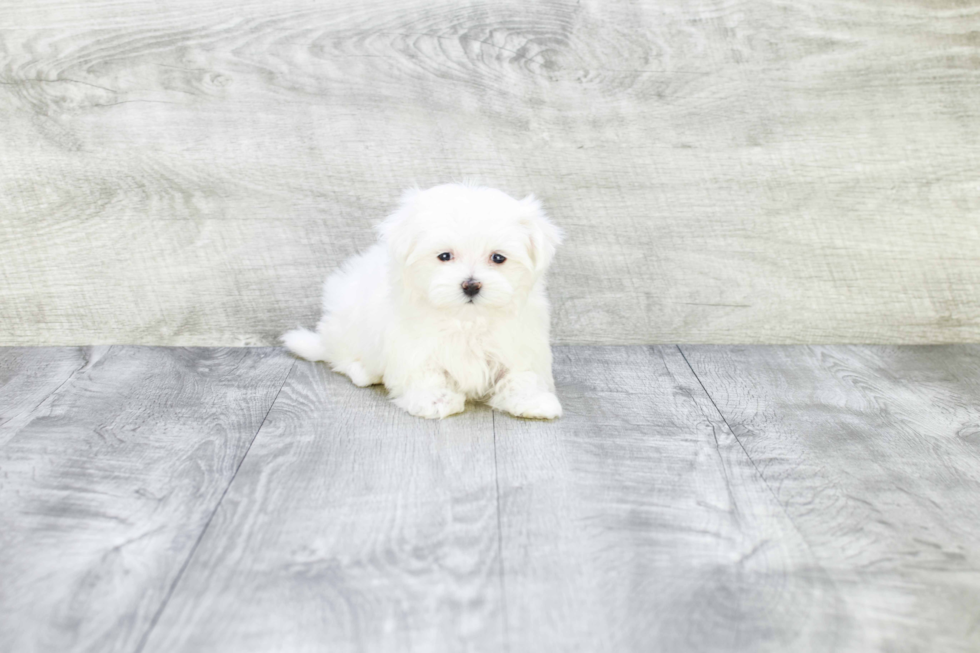 Maltese Pup Being Cute