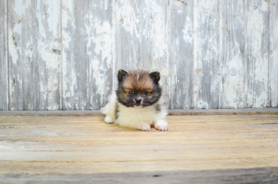 Pomeranian Pup Being Cute