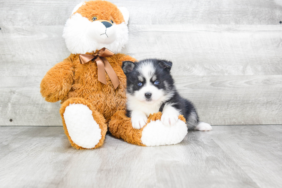 Pomsky Pup Being Cute