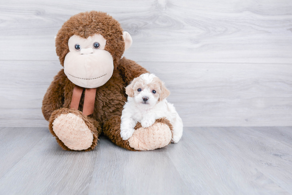 Maltipoo Pup Being Cute