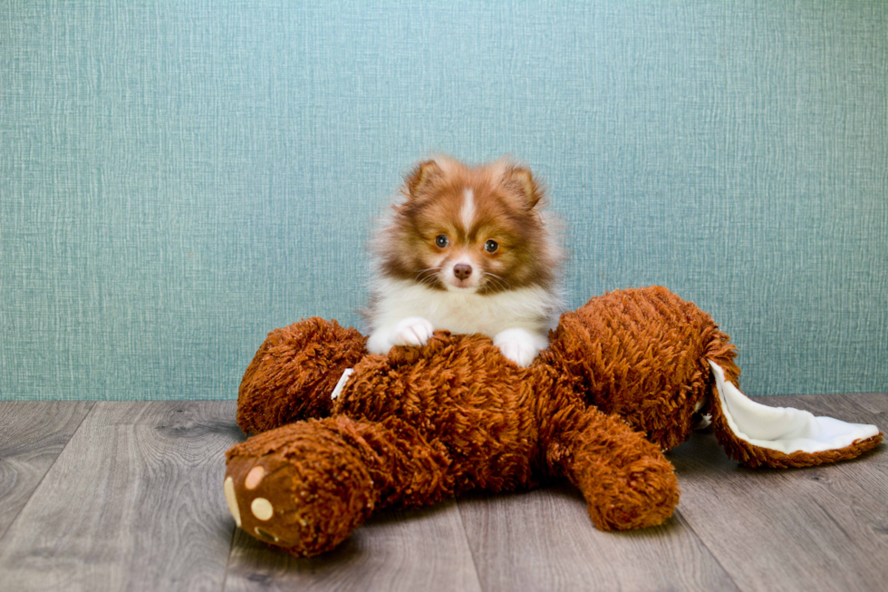 Popular Pomeranian Purebred Pup