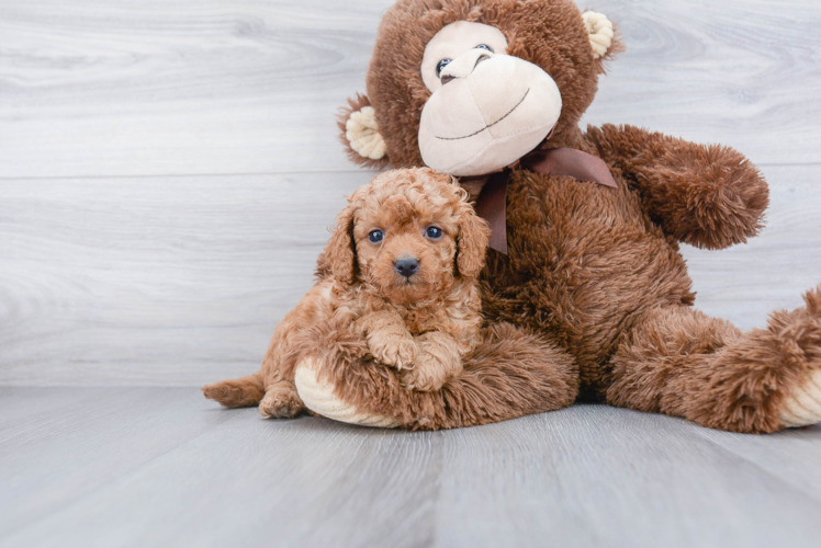 Little Cavoodle Poodle Mix Puppy