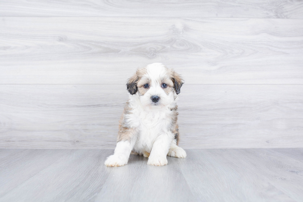 Funny Mini Aussiedoodle Poodle Mix Pup