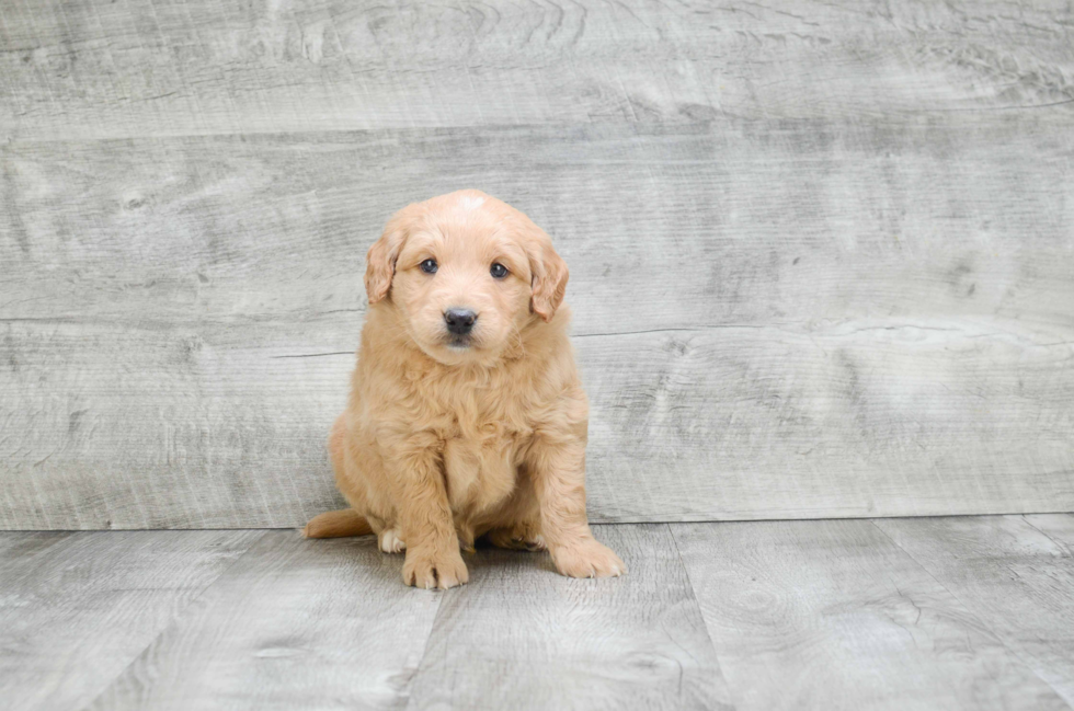 Adorable Golden Retriever Poodle Mix Puppy