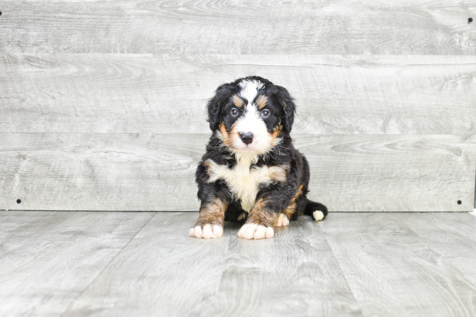 Little Bernadoodle Poodle Mix Puppy