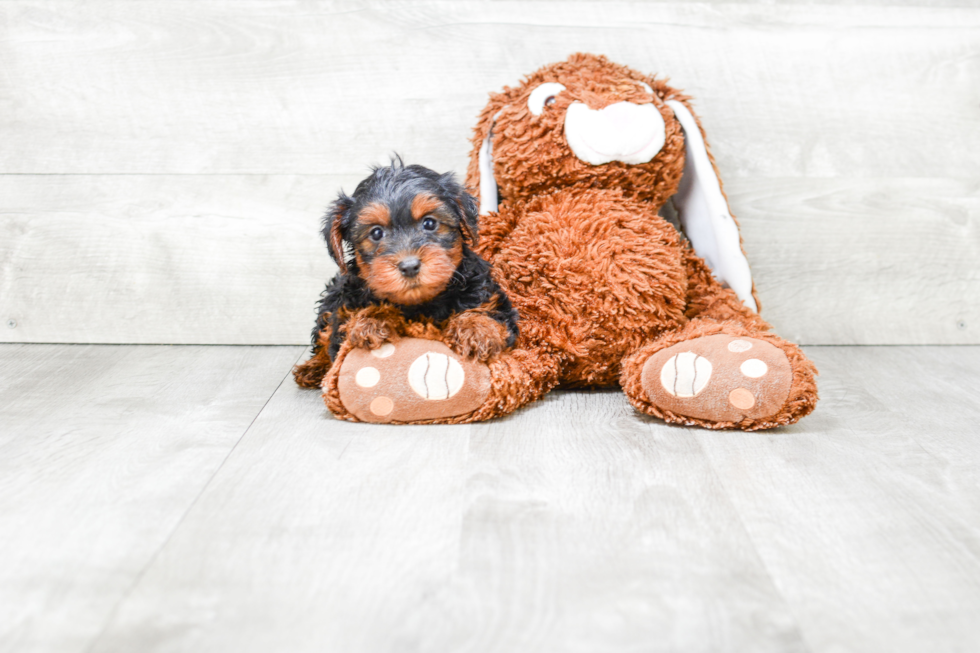 Smart Yorkie Poo Poodle Mix Pup