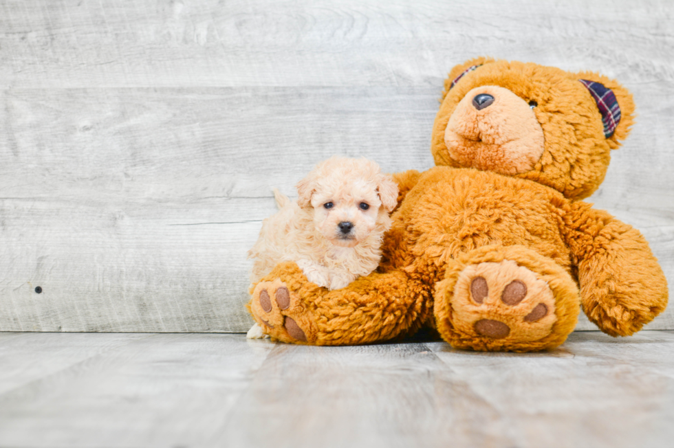 Best Havanese Baby